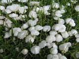 Termitomyces microcarpus image