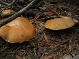 Suillus caerulescens image