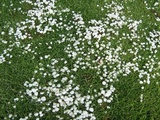 Termitomyces microcarpus image