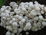 Termitomyces microcarpus image