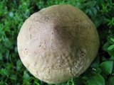 Termitomyces umkowaan image