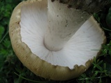 Termitomyces umkowaan image