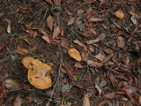 Suillus caerulescens image