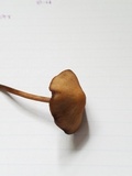 Panaeolus cinctulus image