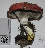 Gomphidius subroseus image