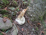 Amanita praecox image