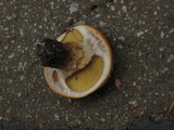 Suillus caerulescens image
