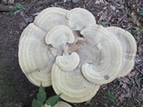 Bondarzewia berkeleyi image