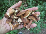 Gyroporus castaneus image