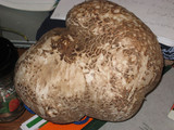 Calvatia pachyderma image
