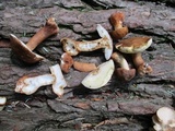 Gyroporus castaneus image