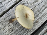 Melanoleuca alboflavida image