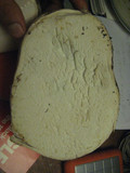 Calvatia pachyderma image