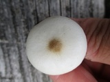 Melanoleuca verrucipes image