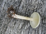 Melanoleuca verrucipes image
