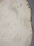 Calvatia pachyderma image