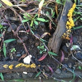 Dacryopinax spathularia image