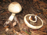 Agaricus hondensis image