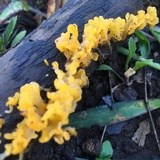 Dacryopinax spathularia image