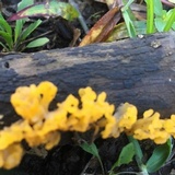 Dacryopinax spathularia image