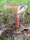 Russula mariae image