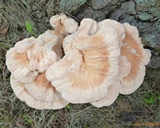 Laetiporus cincinnatus image