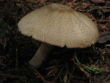 Agaricus hondensis image