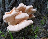 Laetiporus cincinnatus image