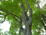Laetiporus cincinnatus image
