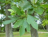 Laetiporus cincinnatus image