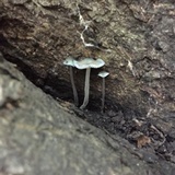 Mycena subcaerulea image