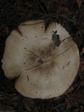Agaricus hondensis image