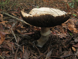 Agaricus hondensis image