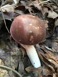 Xanthoconium affine image