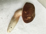 Xanthoconium affine image
