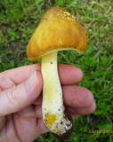 Amanita flavorubens image
