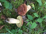 Xerocomus hortonii image