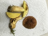 Xerocomus hortonii image