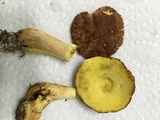 Xerocomus hortonii image