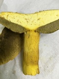 Boletus auripes image
