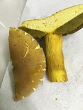 Boletus auripes image