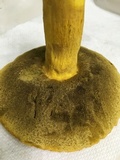 Boletus auripes image