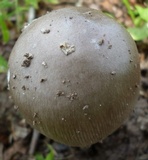 Amanita spreta image