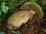 Boletus rubripes image