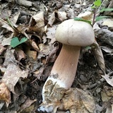 Tylopilus rubrobrunneus image