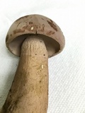 Tylopilus rubrobrunneus image