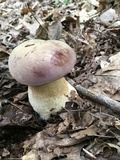 Tylopilus rubrobrunneus image