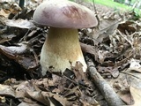 Tylopilus rubrobrunneus image