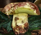 Boletus regius image