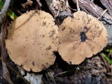 Galiella rufa image